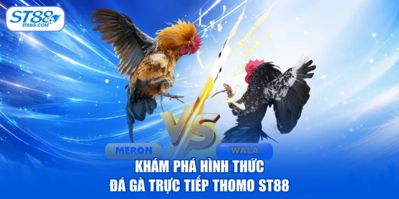 Khám phá hình thức đá gà trực tiếp Thomo ST88